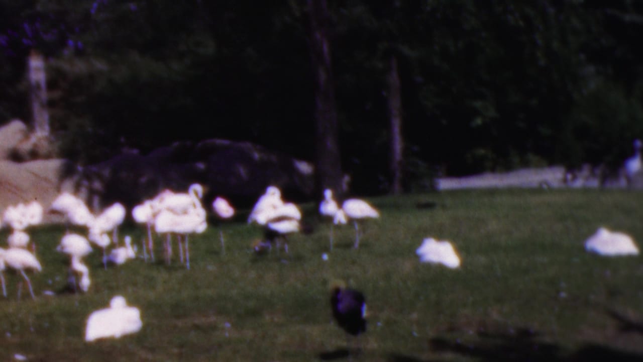 Group of white birds standing and resting on grass near trees.