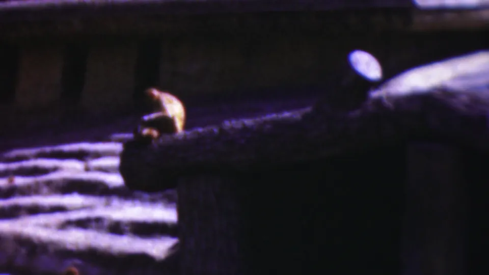 1954 Wisconsin 8mm frame showing a small primate perched on a log in a dim zoo-like enclosure, with shadowed walls and reflective foreground texture.
