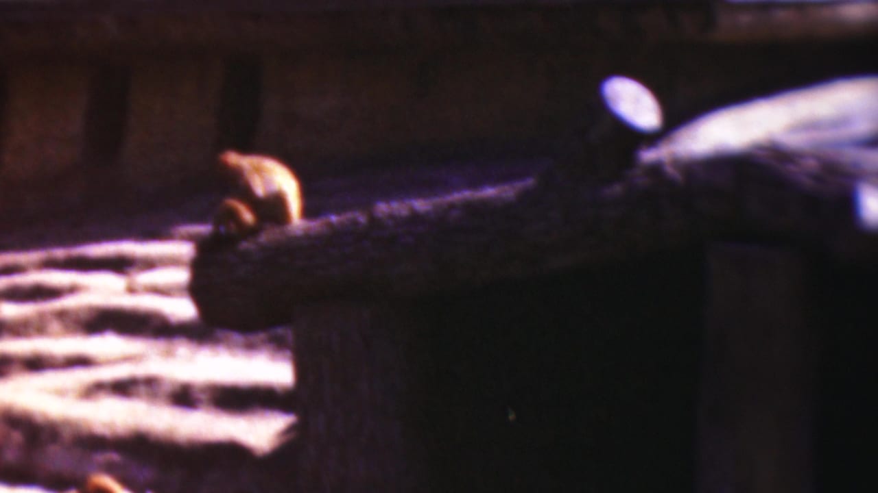 A small primate appears perched on a rough wooden structure in a dim enclosure, consistent with the metadata-supported 1954 Wisconsin home-movie clip.