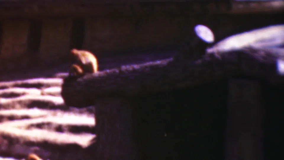 A small primate appears perched on a rough wooden structure in a dim enclosure, consistent with the metadata-supported 1954 Wisconsin home-movie clip.
