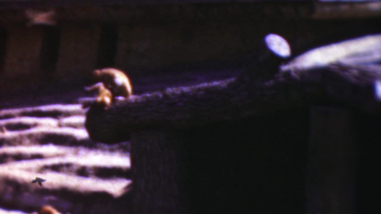 Small primate on a wooden perch with a dark background and pale ground nearby.