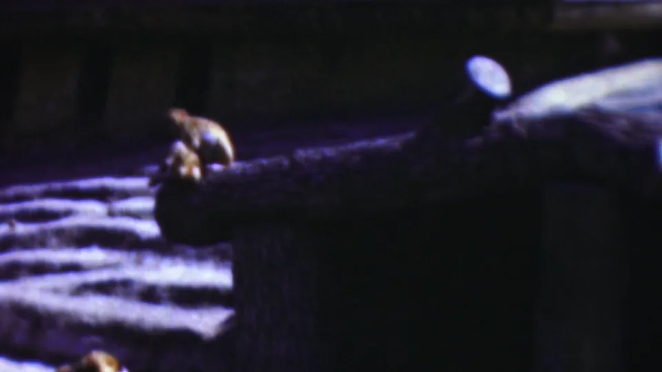 A small primate appears to lean or shift on the wooden enclosure structure, with the surrounding area underexposed and softly focused.