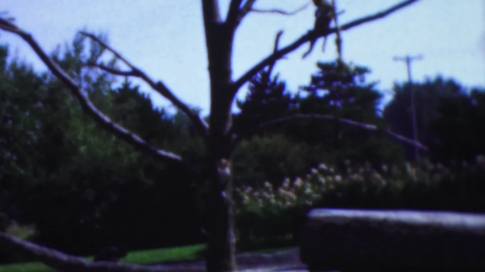 The final frame shifts to a soft outdoor scene with a tree trunk and bare branches, shrubs, a utility pole, and a low structure in the foreground.