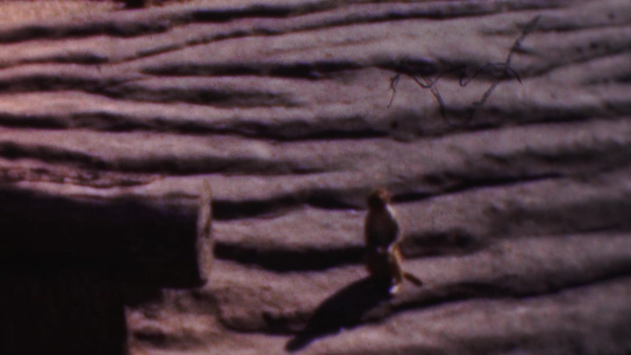 A small monkey moves across ridged rockwork near a dark cave-like opening in 1954 Wisconsin home-movie footage.