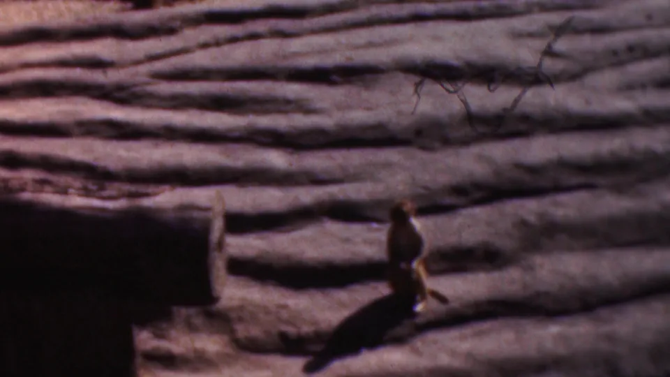 A small monkey moves across ridged rockwork near a dark cave-like opening in 1954 Wisconsin home-movie footage.