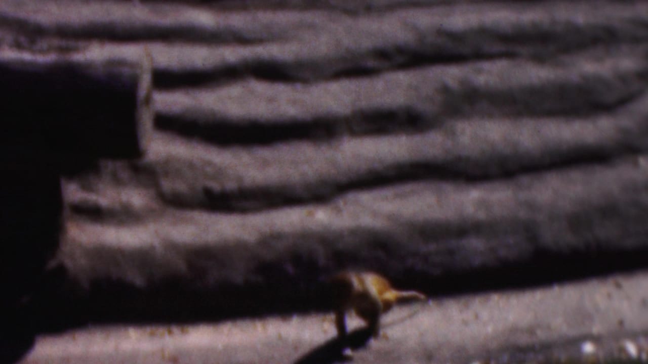 A small monkey appears near the right edge of a layered rock enclosure with dark recesses in the background.