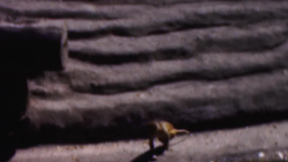 A small monkey appears near the right edge of a layered rock enclosure with dark recesses in the background.