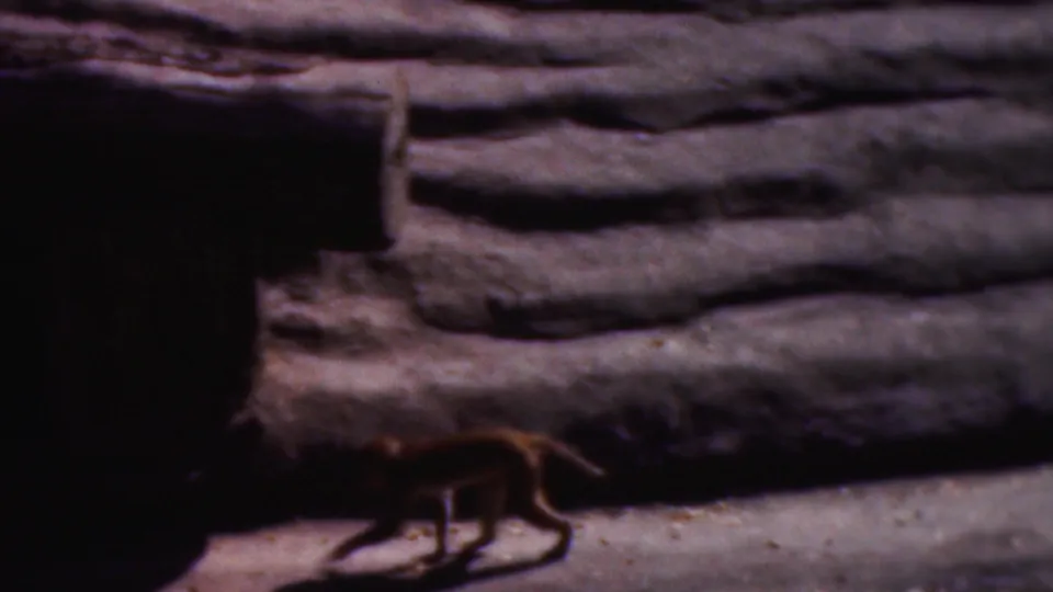 The monkey walks along the lower part of the frame below ridged rockwork, with a dark opening at the left.