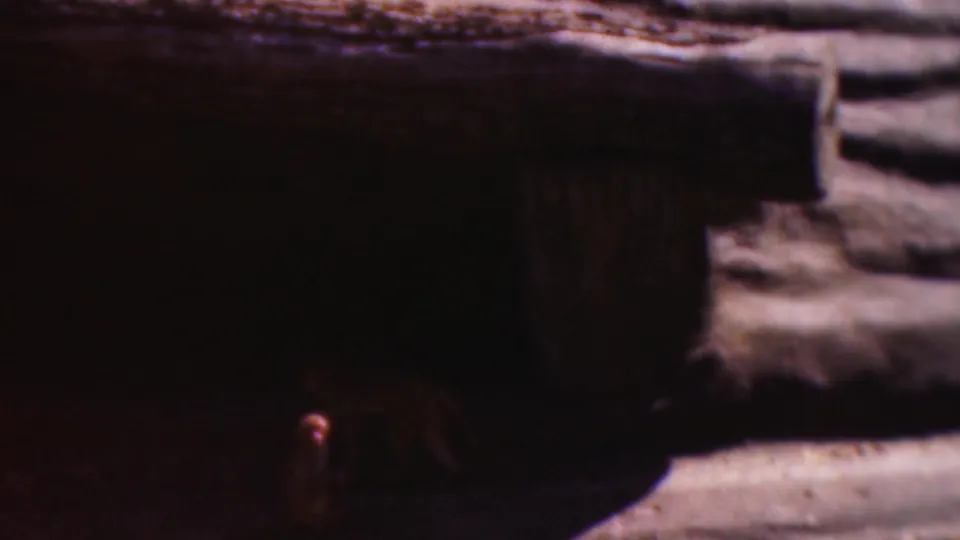 A dark cave-like opening dominates the rocky enclosure as the small monkey is partly visible near the bottom edge.