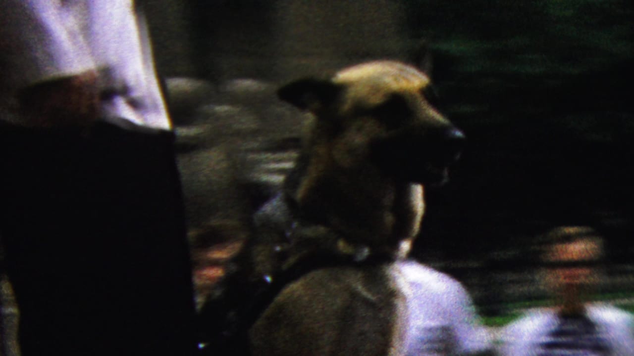 German Shepherd beside a person in dark trousers with spectators behind.