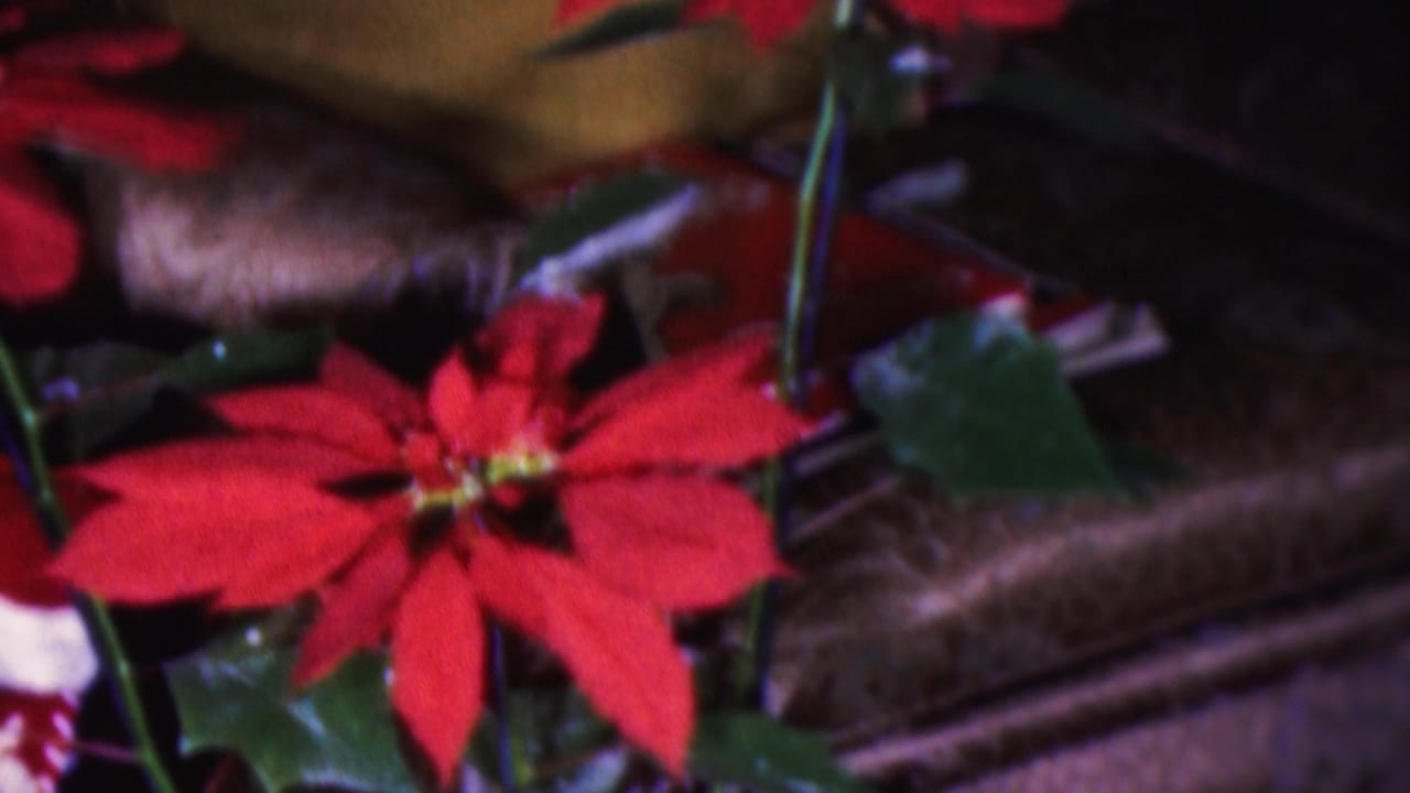 Red poinsettia flowers and green leaves fill a close 1953 Cleveland home-movie frame, with a dark textured household background behind them.