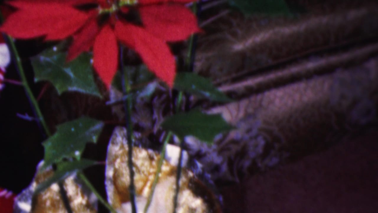Poinsettias, green leaves, and part of a gold wrapped package near a dark background.