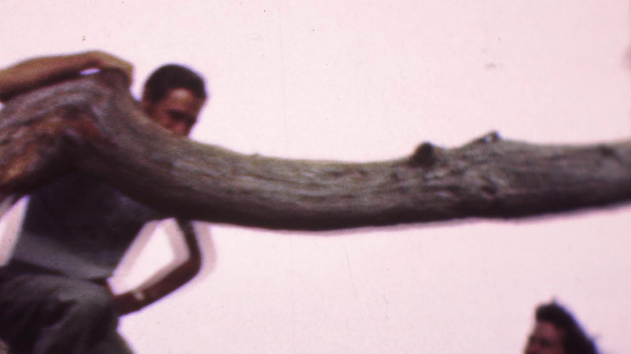 In metadata-supported 1953 Cleveland home-movie footage, an adult man in a light shirt appears partly obscured by a large bare tree branch against a pale pink sky.