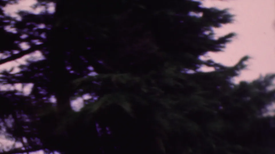 The shot shifts into dark tree foliage, with a barely visible adult figure or face near the upper center and pale sky showing through the branches.