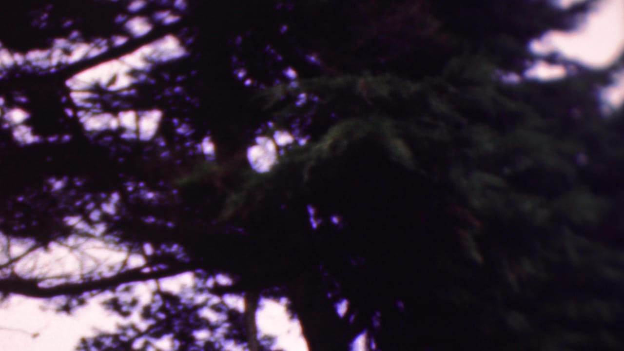 1953 Cleveland 8mm home-movie frame showing dense tree foliage and dark branches silhouetted against a pale pink sky, with no people clearly visible in this still.