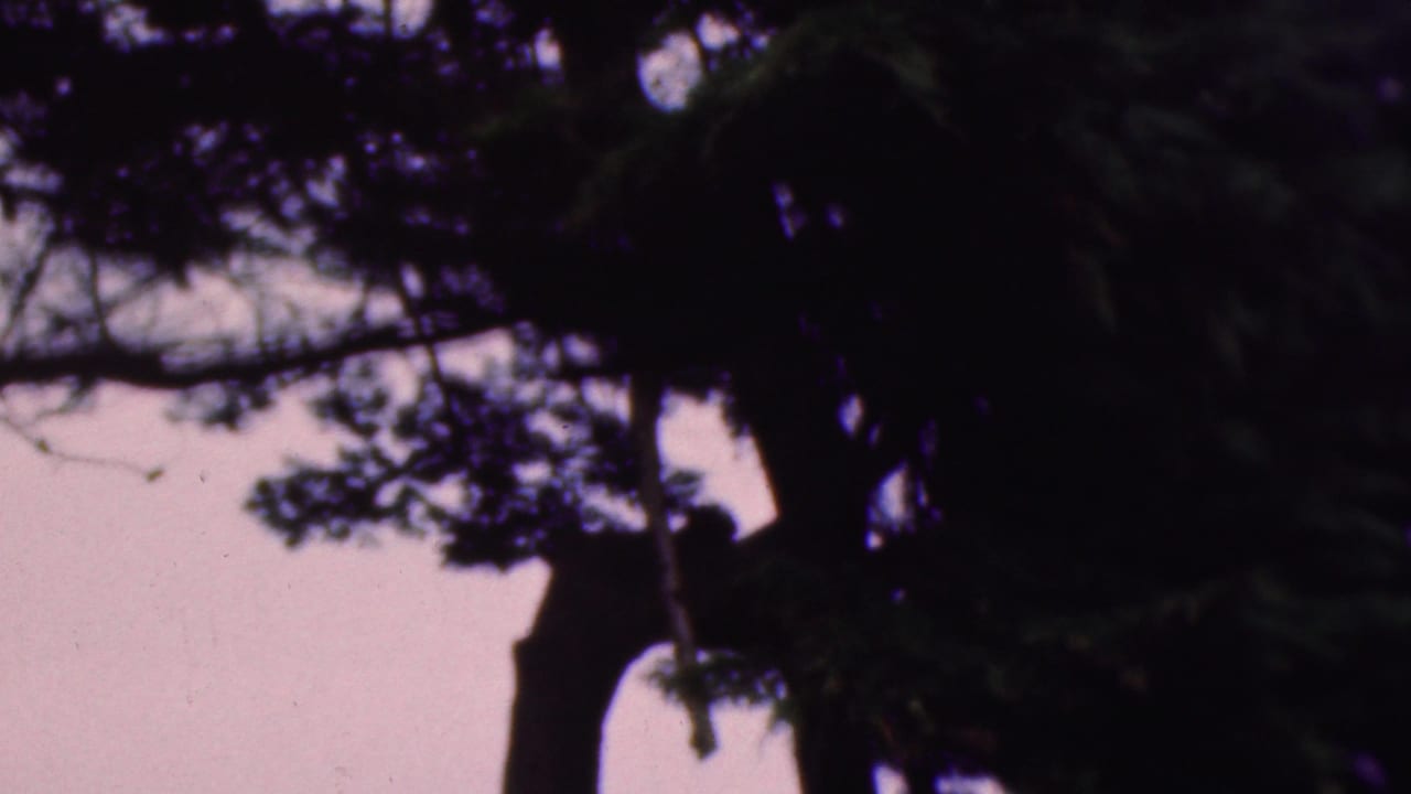 Tree trunks and canopy silhouetted against a pale sky.