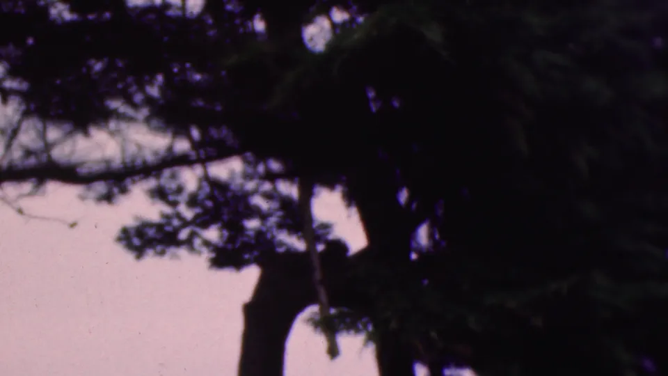 1953 Cleveland 8mm frame with dark tree trunks and overhead foliage against a pale pink sky as the camera tilts downward.