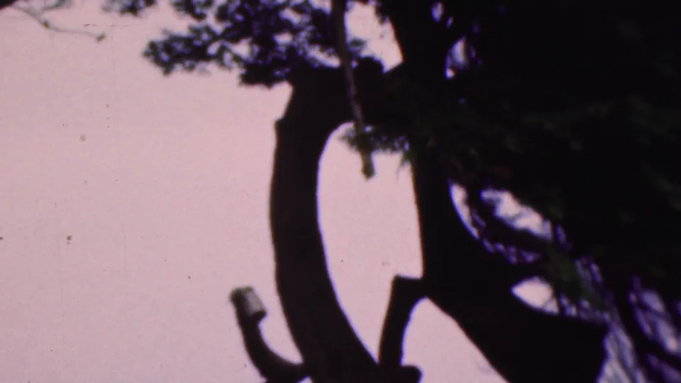 1953 Cleveland home-movie still showing a large tree trunk and low branch, with silhouetted people beginning to appear near the base of the tree.