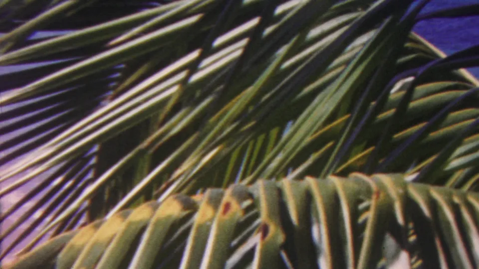 Close 8mm frame of overlapping tropical palm fronds, with dark green leaves and blue sky showing through the gaps.