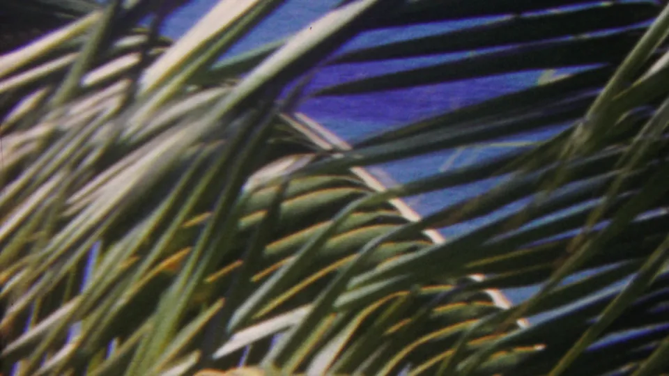 1962 Hawaii 8mm frame looking up into dense palm fronds, with blue sky and color-shifted film texture visible between the leaves.