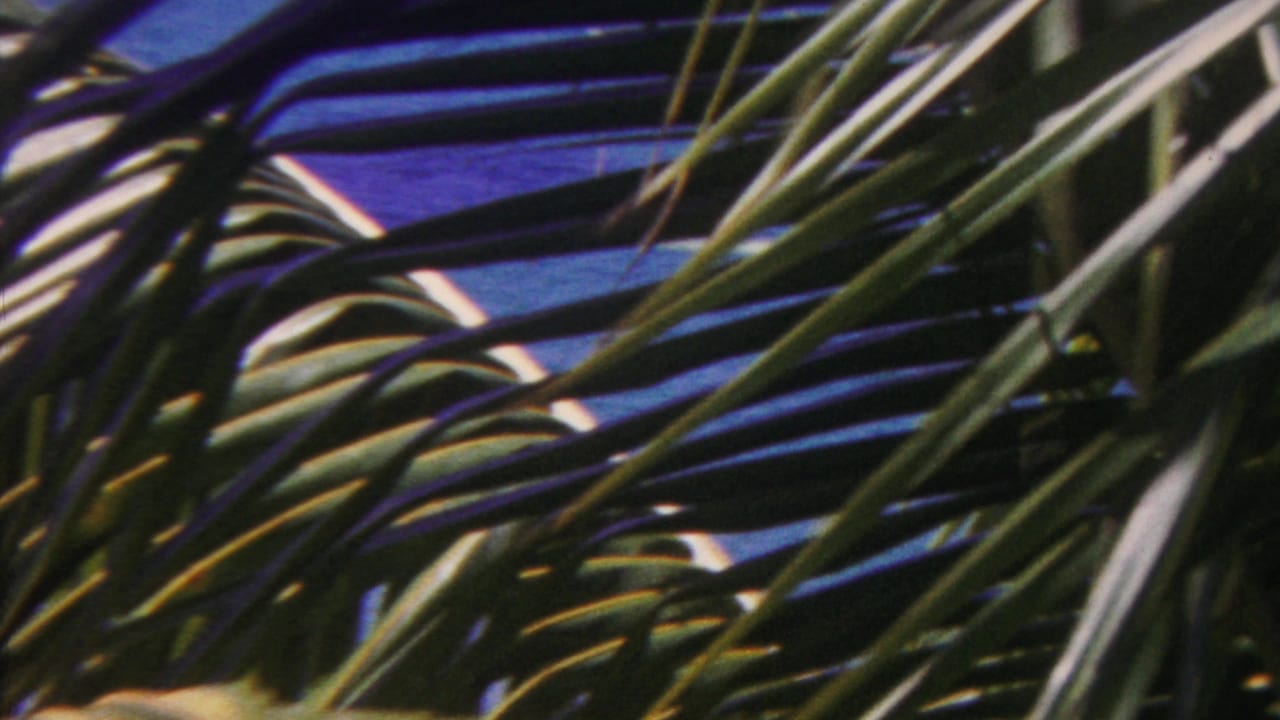 Dark green palm fronds blow across a blue ocean backdrop in Hawaii 1962 home-movie footage.