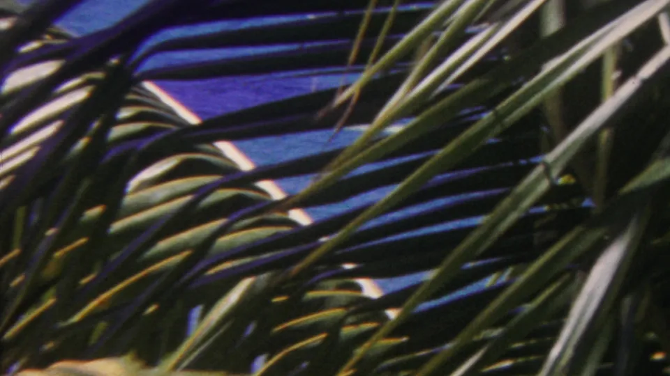 Dark green palm fronds blow across a blue ocean backdrop in Hawaii 1962 home-movie footage.