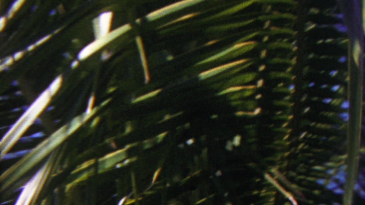 A close view of tropical palm leaves overlaps the blue ocean in handheld 8mm footage from Hawaii.