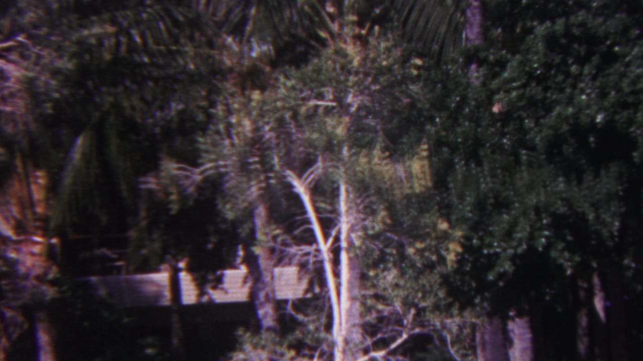 1962 Hawaii 8mm frame showing dense palm and leafy tree cover, pale trunks, and a partially obscured white building behind the canopy.
