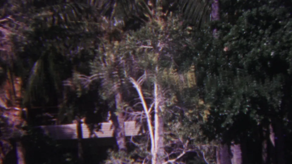 1962 Hawaii 8mm frame showing dense palm and leafy tree cover, pale trunks, and a partially obscured white building behind the canopy.