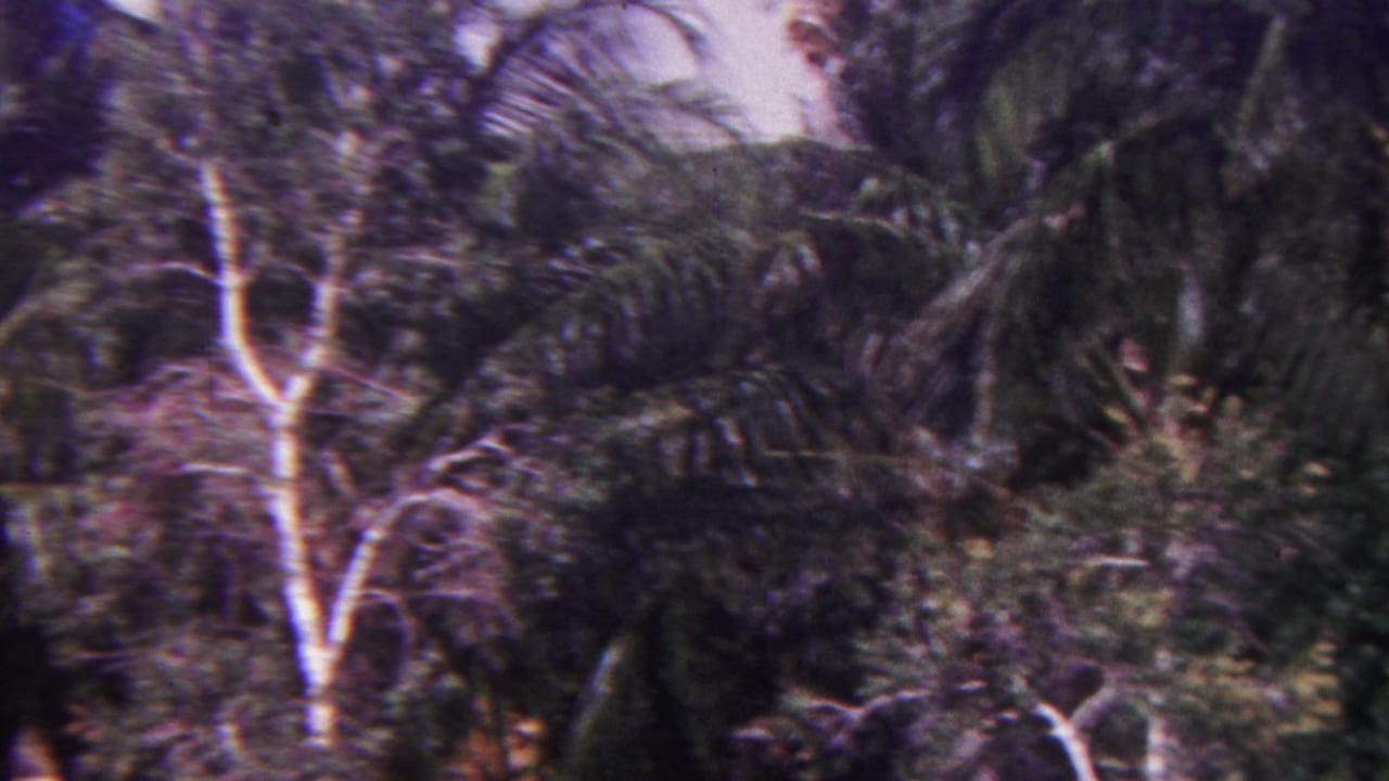 1962 Hawaii home-movie frame with palm crowns, pale branching trunks, dense foliage, and a light-colored building partly visible in the background.