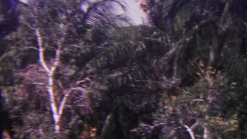 1962 Hawaii home-movie frame with palm crowns, pale branching trunks, dense foliage, and a light-colored building partly visible in the background.
