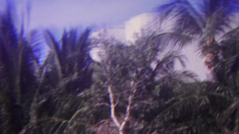 1962 Hawaii home-movie frame showing palms, dense tropical foliage, pale trunks, blue sky, and a white building partly hidden beyond the trees.