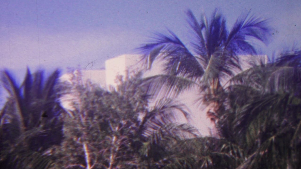 Palm trees and a white building seen beyond tropical landscaping.