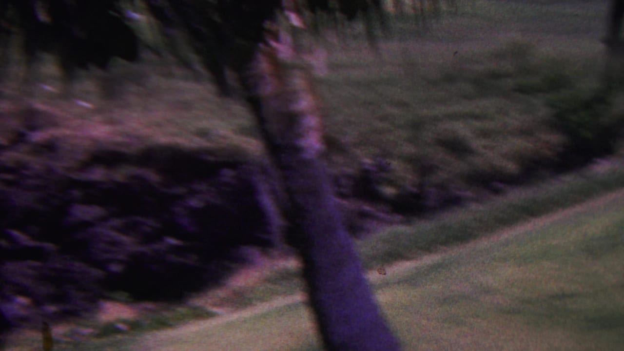 1962 Hawaii home-movie frame showing a palm trunk, soft green golf-course grass, and dark rocky terrain in a tropical landscape.