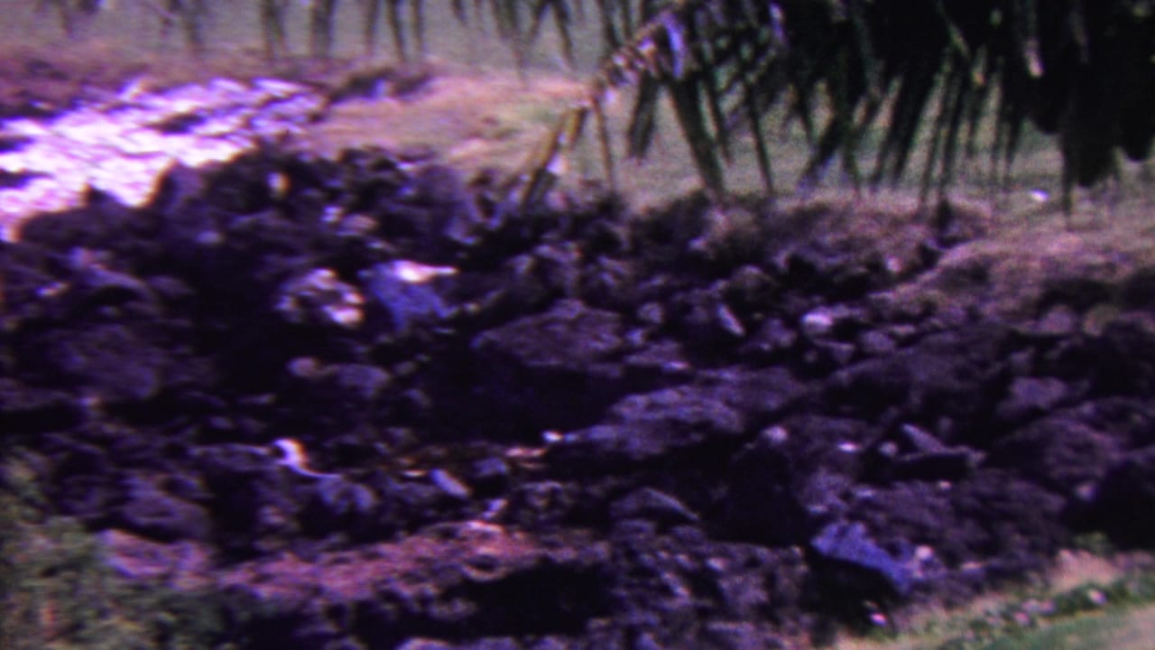 Dark rocky mound with palm fronds above grass.