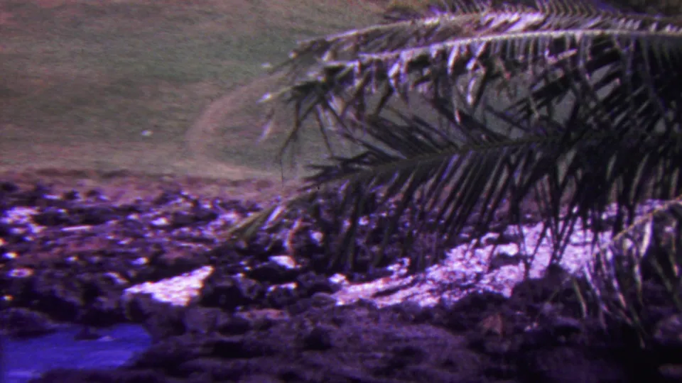 1962 Hawaii home-movie frame with palm fronds crossing over dark rocky ground and a bright green golf-course edge.