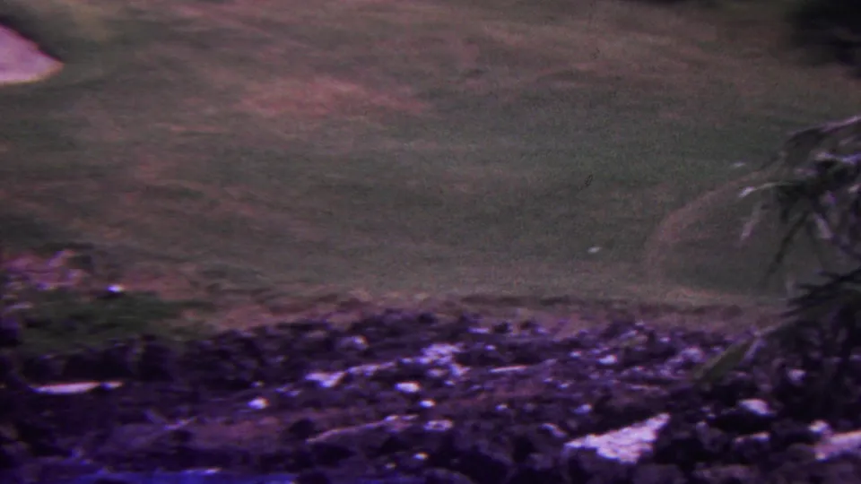 1962 Hawaii 8mm frame showing a soft-focus golf-course green with dark rocky border and palm foliage at the edge.