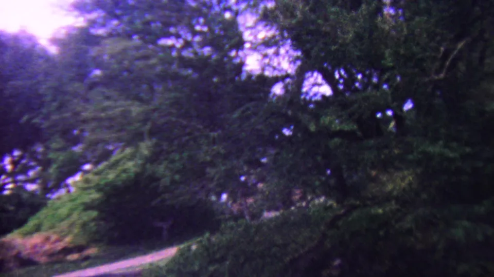 1962 Hawaii 8mm frame looking along a wooded trail area, with leafy trees, hillside growth, and a bright opening in the sky beyond the canopy.