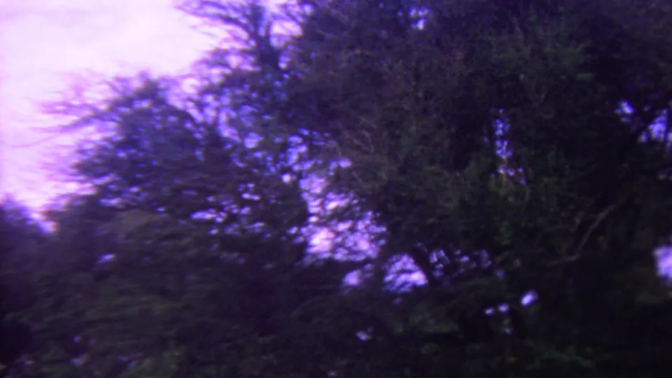 1962 Hawaii home-movie frame showing dark tree branches and dense foliage against a pale blue-purple sky, with strong blur and grain from the 8mm capture.