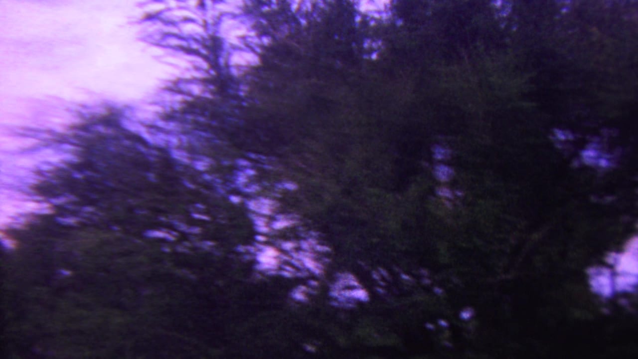 1962 Hawaii 8mm frame showing blurred tree silhouettes and dense foliage against a violet dusk sky.
