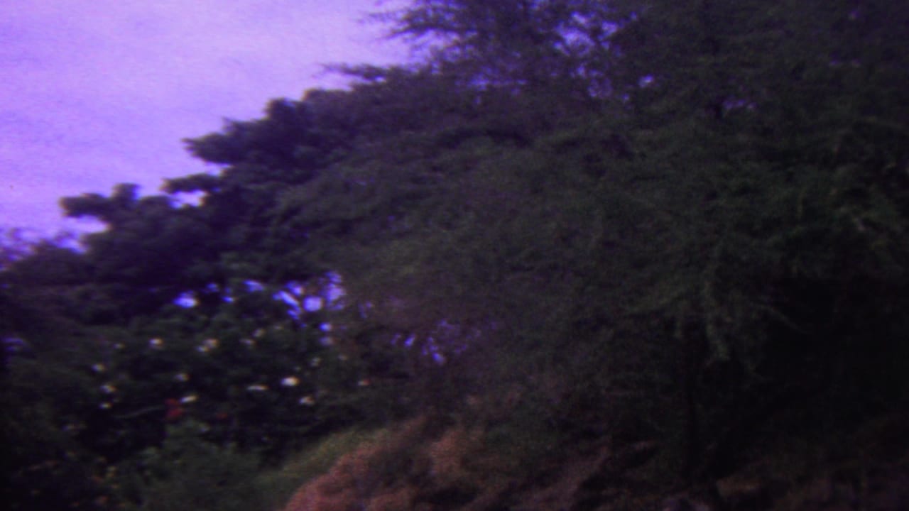 Dense treetops and hillside vegetation under a violet sky.