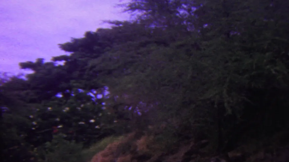 1962 Hawaii home-movie frame with dark leafy treetops, hillside foliage, and a purple low-light sky.