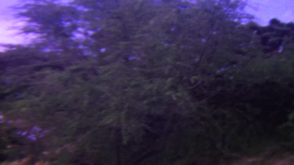 1962 Hawaii 8mm frame showing close, blurred vegetation and tree branches during low evening light.