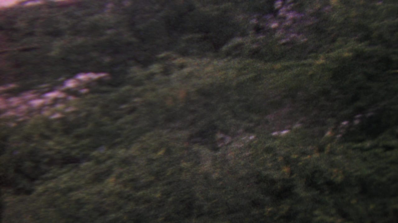 1962 Hawaii 8mm frame showing dense backyard trees and foliage in low storm light, with soft focus and visible film grain.