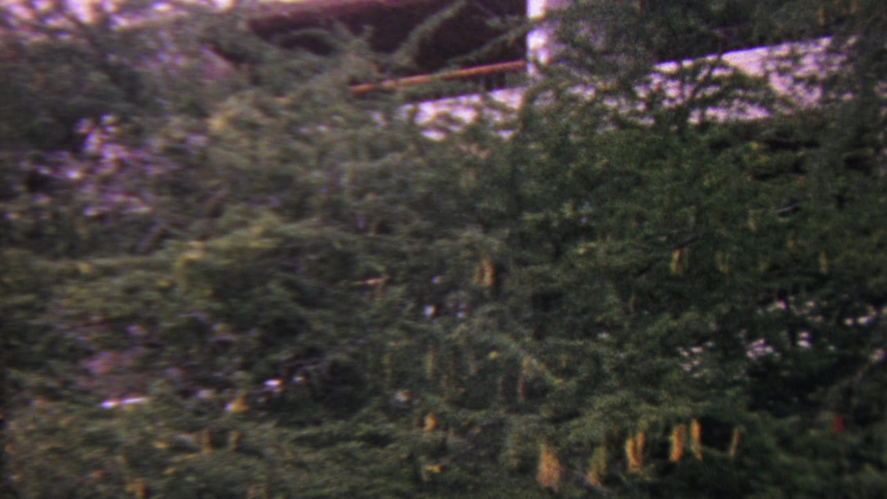 1962 Hawaii 8mm frame of leafy backyard trees and pale sky areas, softened by motion blur and color-shifted film exposure.