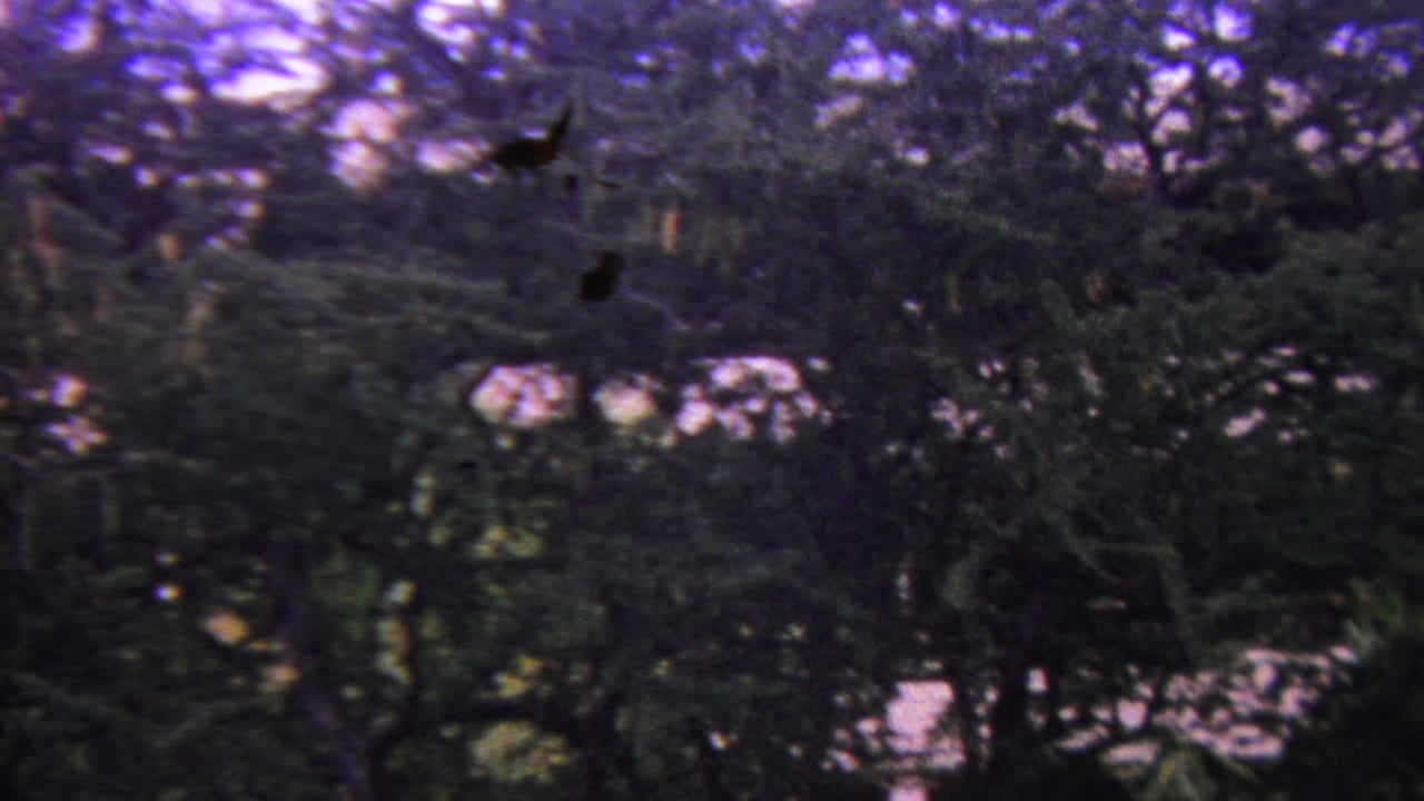 Shadowed trees and foliage with pale openings through the branches.