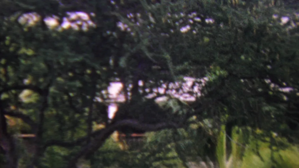 1962 Hawaii 8mm frame of dense backyard vegetation, a dark crossing branch, and bright sky or light beyond the trees during a brief storm sequence.