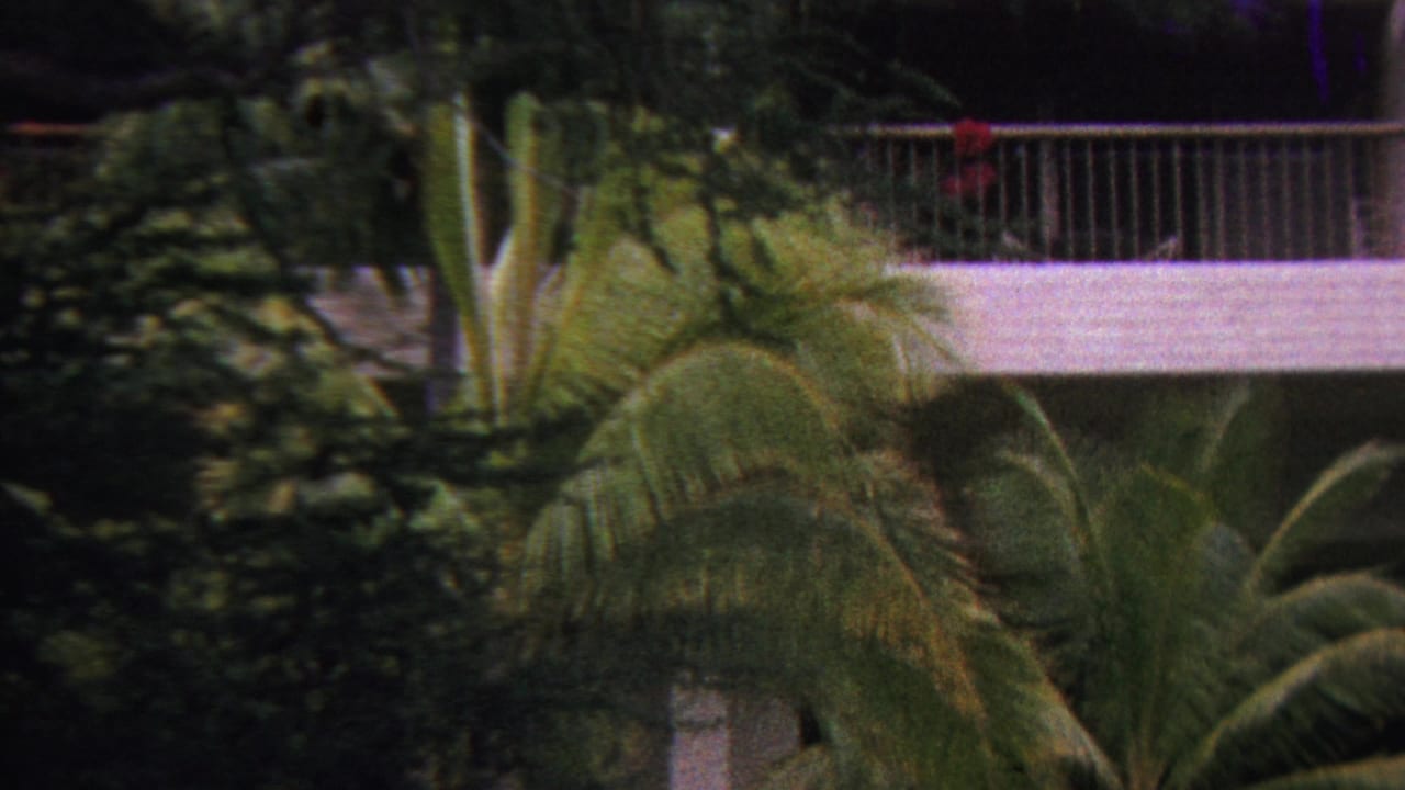 1962 Hawaii visitor footage frame with palm trees, layered tropical foliage, and a low modern building balcony visible through the greenery.