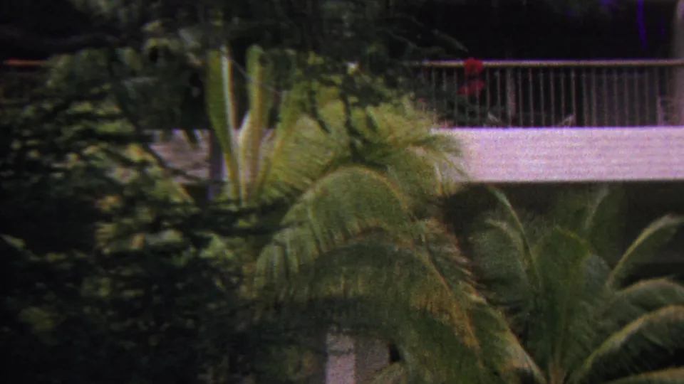 1962 Hawaii visitor footage frame with palm trees, layered tropical foliage, and a low modern building balcony visible through the greenery.