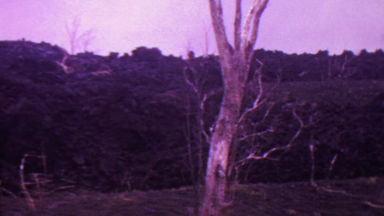 1962 Hawaii 8mm home-movie frame showing a pale leafless tree trunk before a dark forested slope under strong magenta film fade.